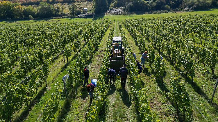 Deutsche Winzer k&auml;mpfen mit US-Strafz&ouml;llen