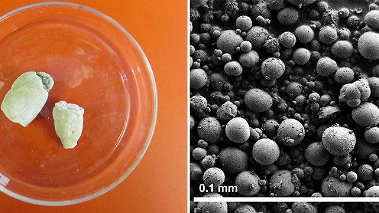 Schlangen scheiden Kristalle aus - was können wir daraus lernen?