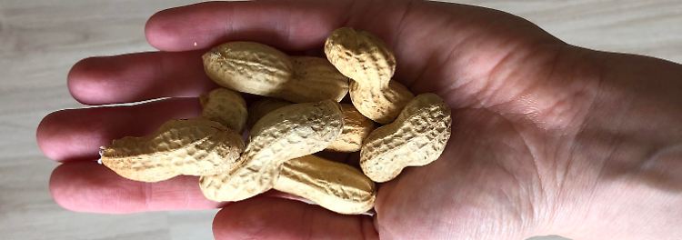 Früher Kontakt mit Erdnüssen senkt Allergierisiko