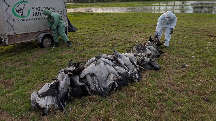 Vogelgrippe bei Kranichen nimmt nie dagewesenes Ausmaß an