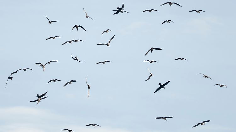 Wie gefährlich ist die Vogelgrippe?