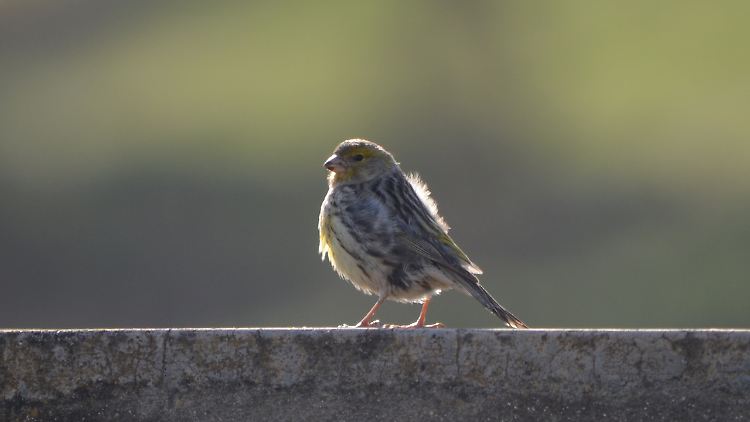 Forscher wecken ungeahnte Fähigkeiten bei Kanarienvögeln