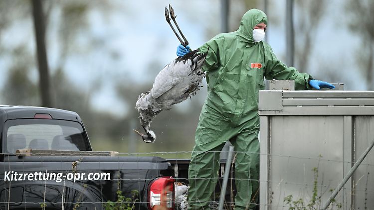 Brandenburg registriert bislang größten Vogelgrippeausbruch bei Kranichen