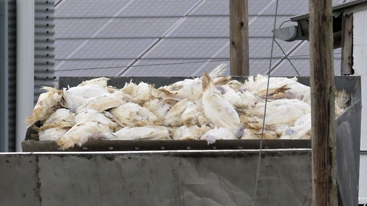 Geflügelhalter fordern Schutz vor Vogelgrippe