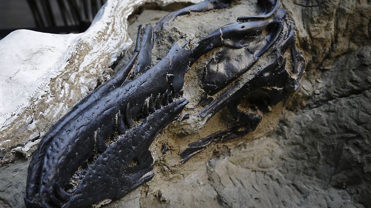 Wissenschaftler lösen Rätsel um "jugendlichen" T-Rex