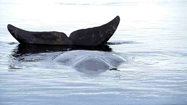 Geheimnis des hohen Alters bei Grönlandwalen gelüftet?