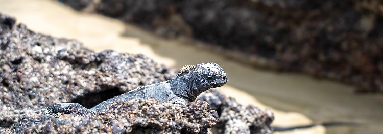 Inselreptilien verschwinden, bevor man sie &uuml;berhaupt kennt