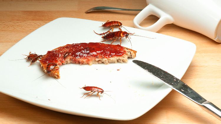 Kakerlaken verbreiten auch Gifte und Allergene