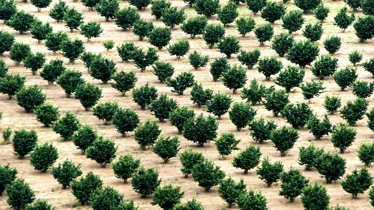 Italien fährt schlechteste Nussernte seit Jahrzehnten ein